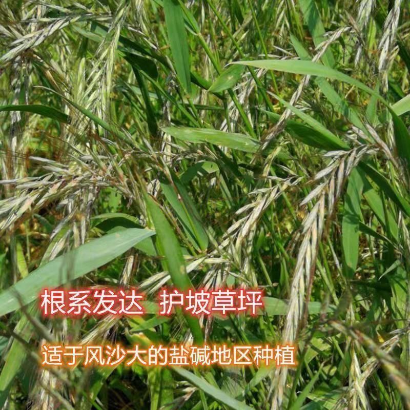披碱草种子抗风沙耐寒耐旱耐盐碱护坡固土绿化多年生四季牧草
