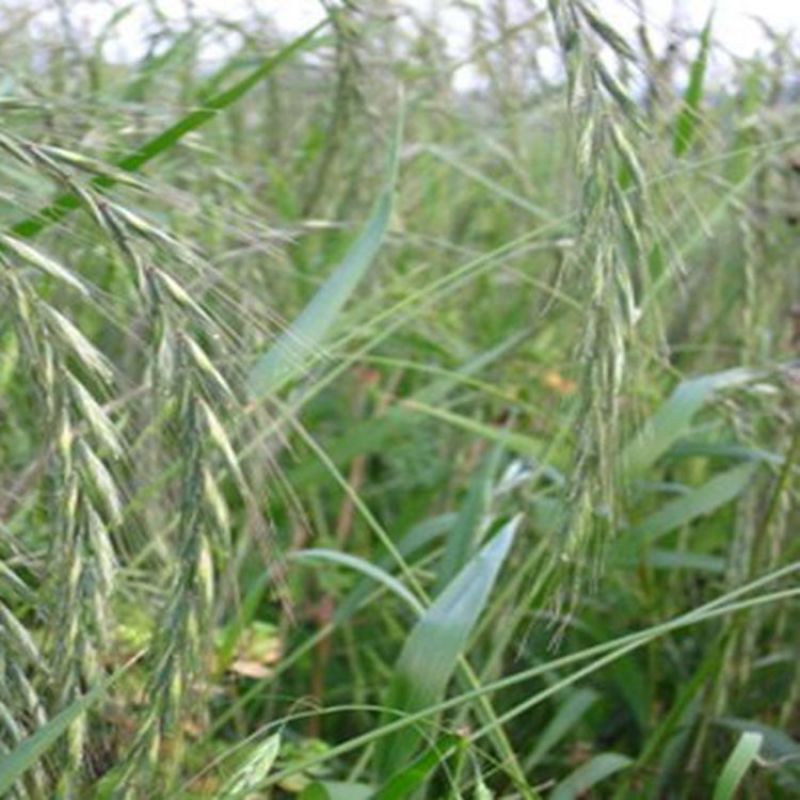 披碱草种子抗风沙耐寒耐旱耐盐碱护坡固土绿化多年生四季牧草