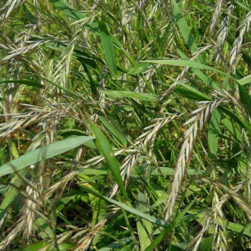 披碱草种子抗风沙耐寒耐旱耐盐碱护坡固土绿化多年生四季牧草