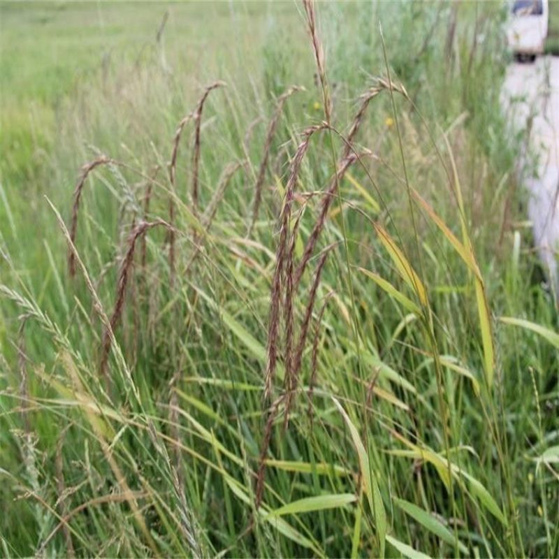 披碱草种子抗风沙耐寒耐旱耐盐碱护坡固土绿化多年生四季牧草