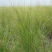 披碱草种子抗风沙耐寒耐旱耐盐碱护坡固土绿化多年生四季牧草