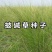披碱草种子抗风沙耐寒耐旱耐盐碱护坡固土绿化多年生四季牧草