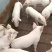 山东三元仔猪大量出售!品种好!价格便宜!质量好!欢迎采购