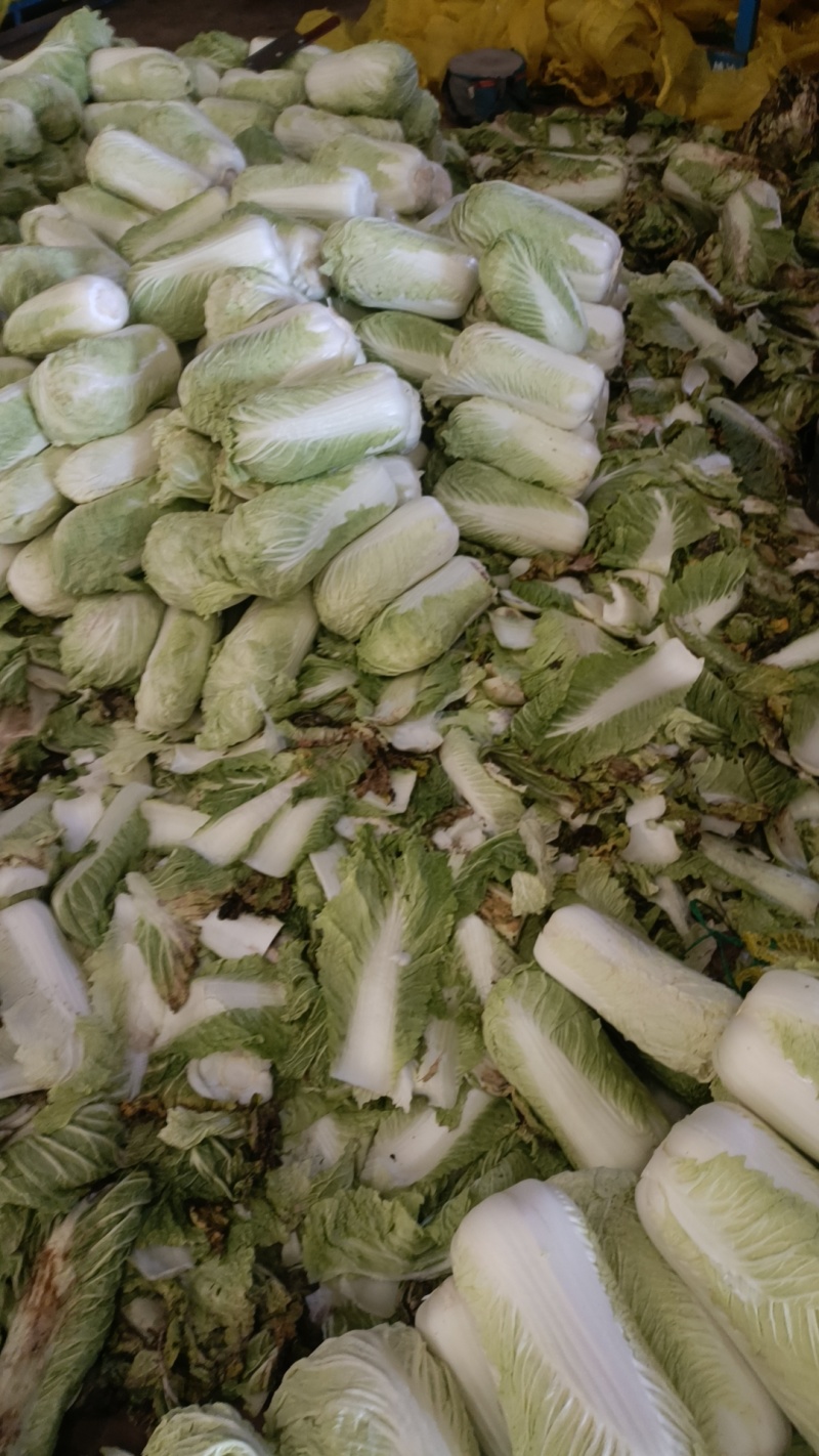 北京三号白菜