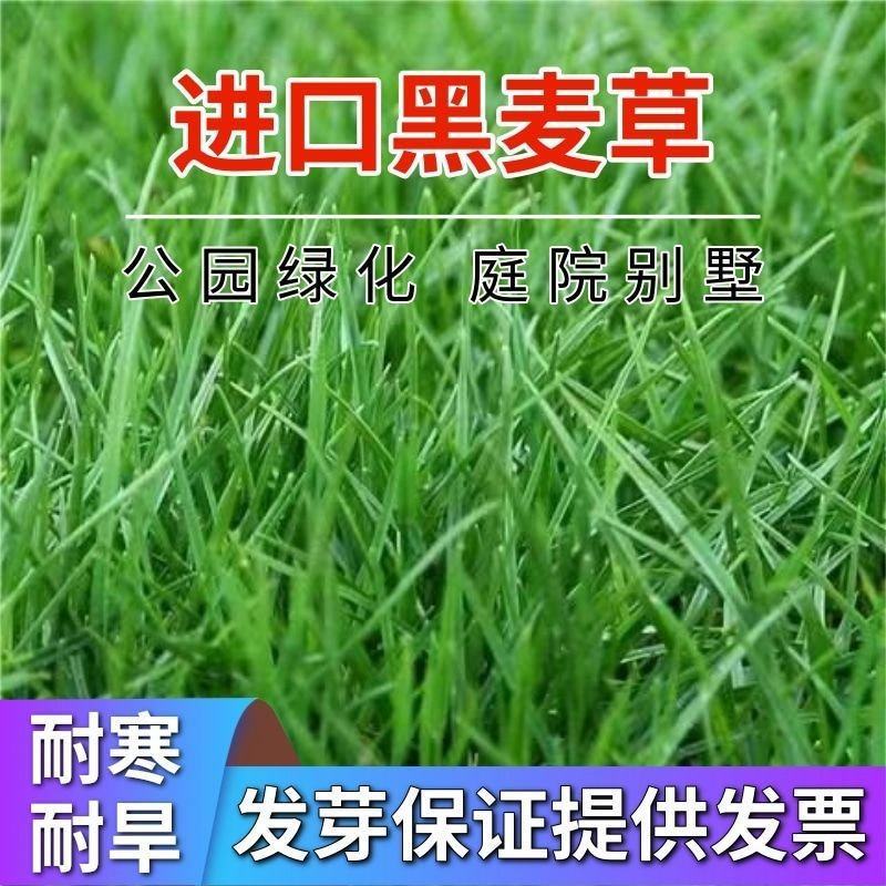 黑麦草种子，多年生草坪种子公路边坡绿化工程护坡草种子耐寒