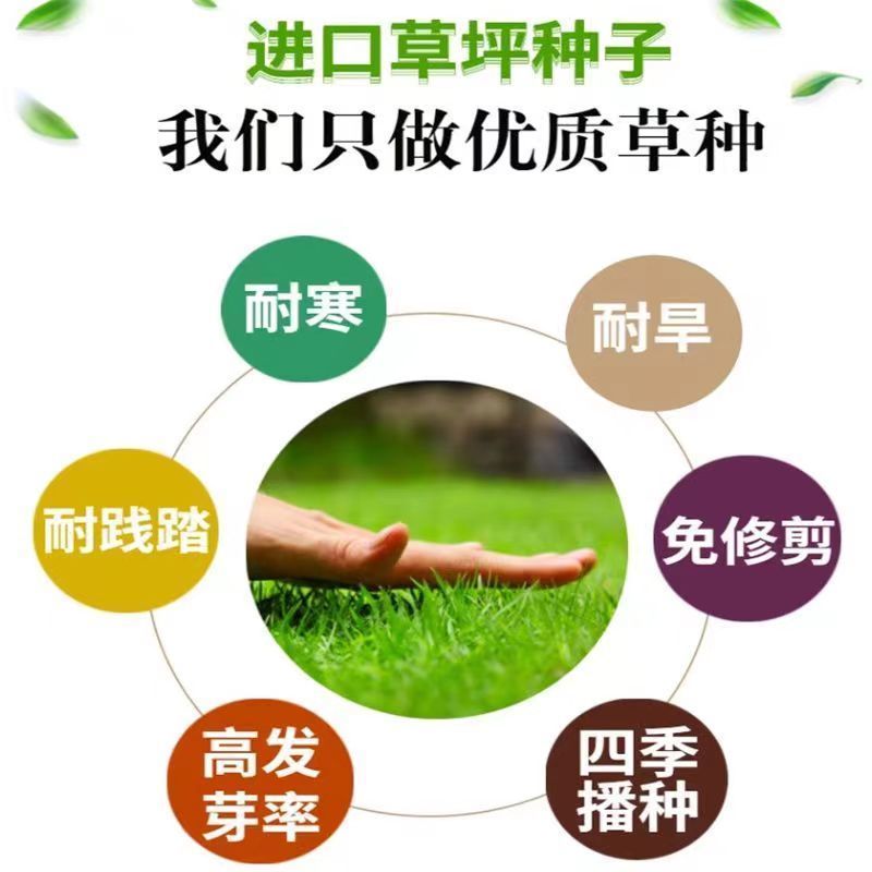 黑麦草种子，多年生草坪种子公路边坡绿化工程护坡草种子耐寒