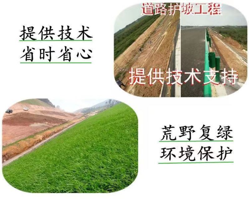 黑麦草种子，多年生草坪种子公路边坡绿化工程护坡草种子耐寒