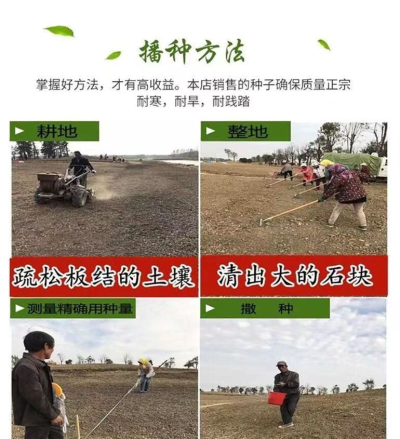 黑麦草种子，多年生草坪种子公路边坡绿化工程护坡草种子耐寒