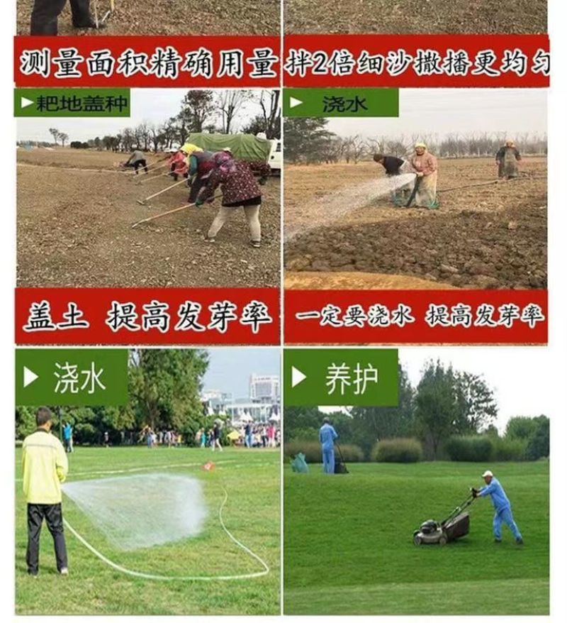 黑麦草种子，多年生草坪种子公路边坡绿化工程护坡草种子耐寒