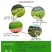 黑麦草种子，多年生草坪种子公路边坡绿化工程护坡草种子耐寒