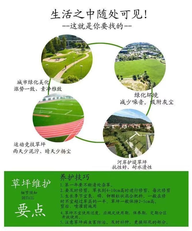 黑麦草种子，多年生草坪种子公路边坡绿化工程护坡草种子耐寒