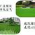 黑麦草种子，多年生草坪种子公路边坡绿化工程护坡草种子耐寒