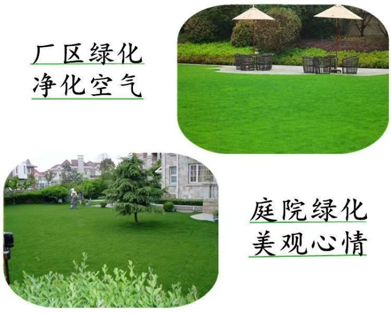 黑麦草种子，多年生草坪种子公路边坡绿化工程护坡草种子耐寒