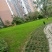 黑麦草种子，多年生草坪种子公路边坡绿化工程护坡草种子耐寒