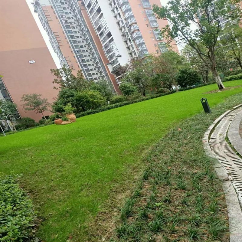 黑麦草种子，多年生草坪种子公路边坡绿化工程护坡草种子耐寒