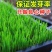 黑麦草种子，多年生草坪种子公路边坡绿化工程护坡草种子耐寒