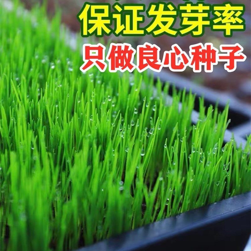 黑麦草种子，多年生草坪种子公路边坡绿化工程护坡草种子耐寒