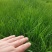 黑麦草种子，多年生草坪种子公路边坡绿化工程护坡草种子耐寒