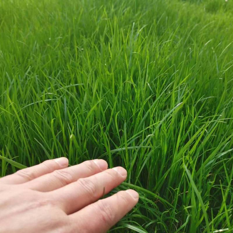 黑麦草种子，多年生草坪种子公路边坡绿化工程护坡草种子耐寒