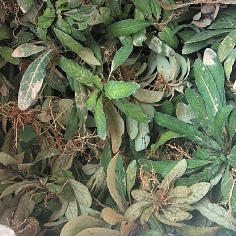 新鲜地胆草即采即发货
