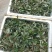 新鲜地胆草即采即发货