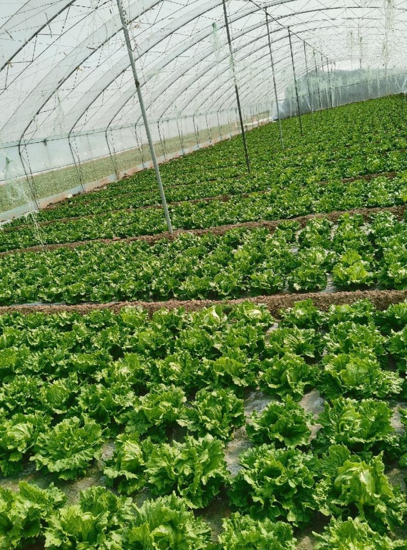 球生菜苗生菜苗提供种植技术适合全国