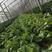 球生菜苗生菜苗提供种植技术适合全国