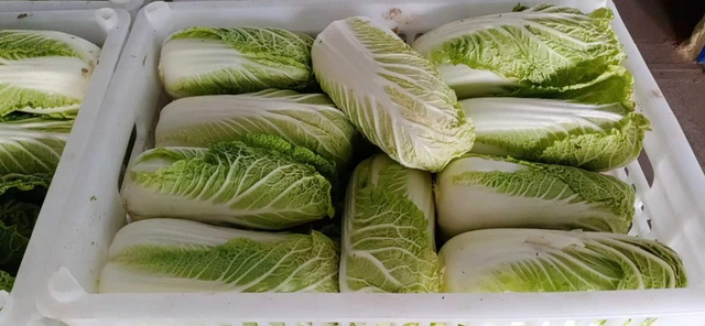 冰箱中保存的娃娃菜