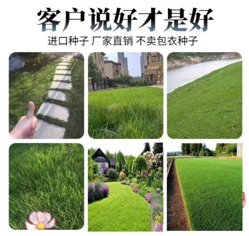进口四季青草籽混播草籽种子护坡庭院绿化低矮草种不修剪耐寒