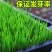 进口四季青草籽混播草籽种子护坡庭院绿化低矮草种不修剪耐寒