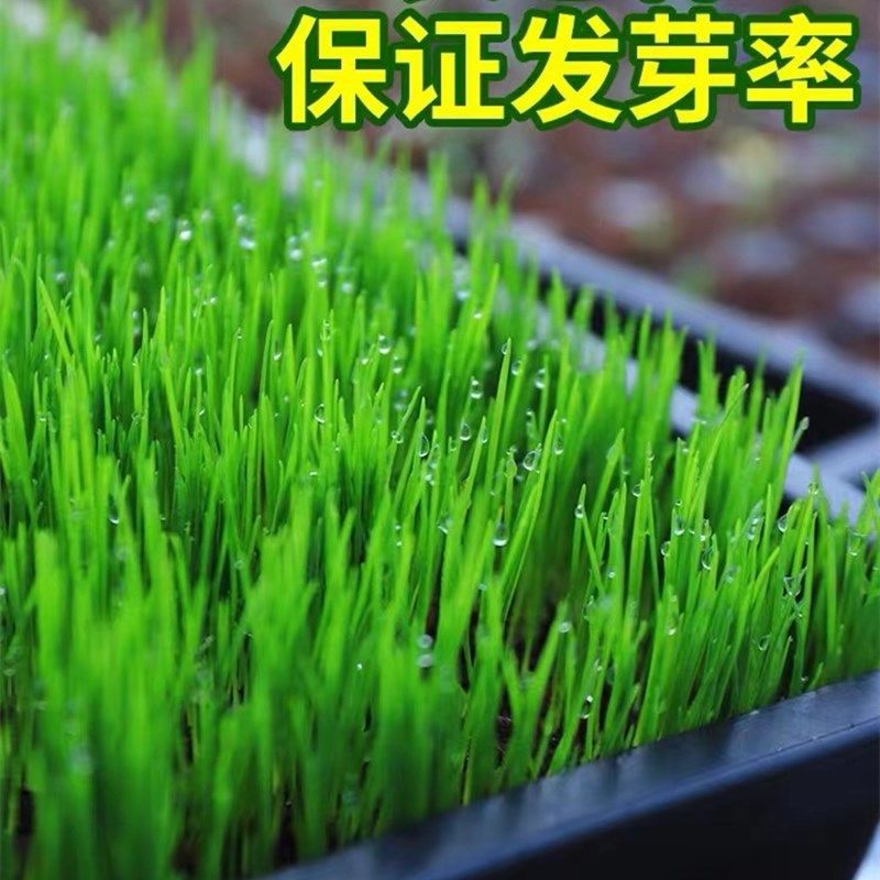 进口四季青草籽混播草籽种子护坡庭院绿化低矮草种不修剪耐寒