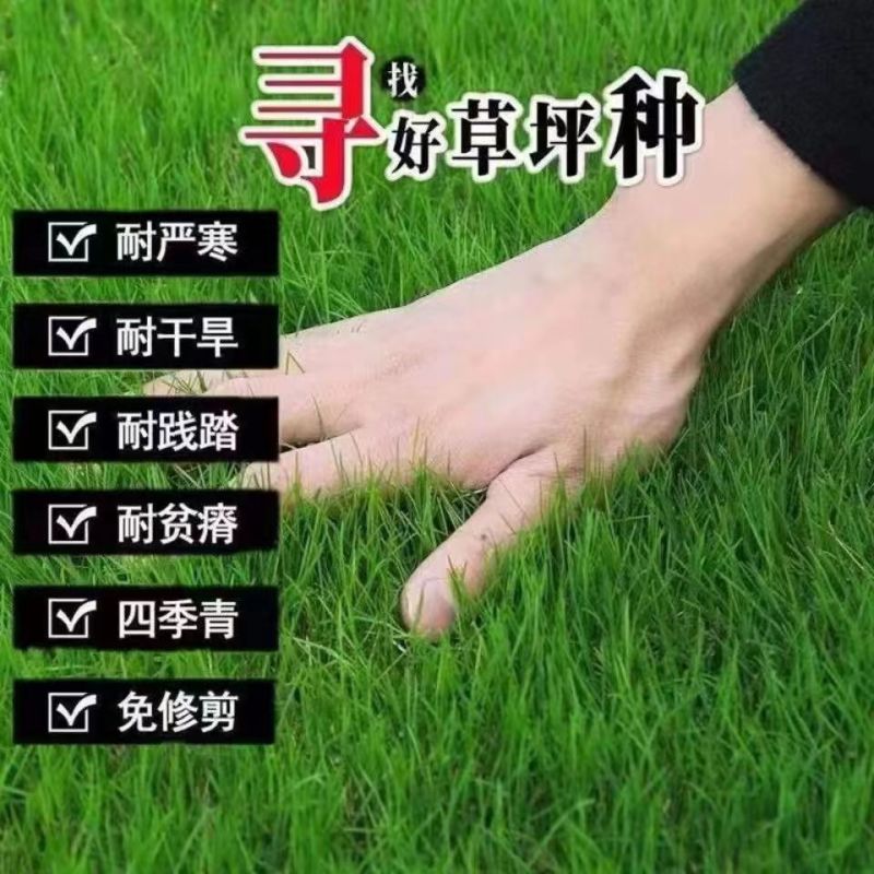 进口四季青草籽混播草籽种子护坡庭院绿化低矮草种不修剪耐寒