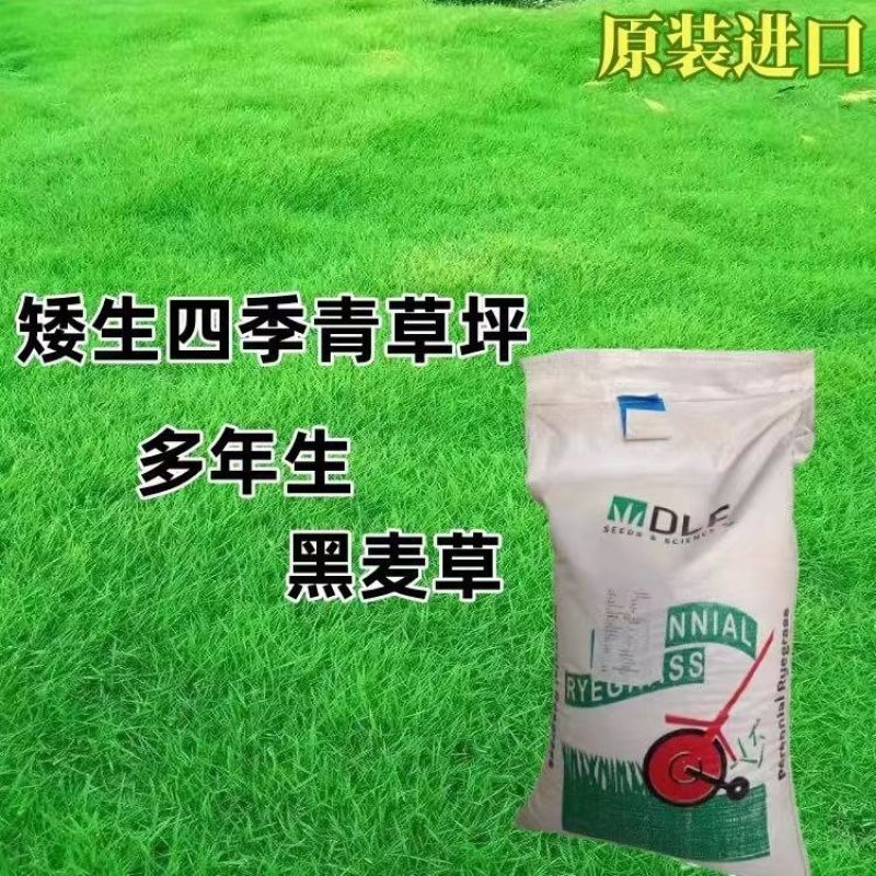 进口四季青草籽混播草籽种子护坡庭院绿化低矮草种不修剪耐寒