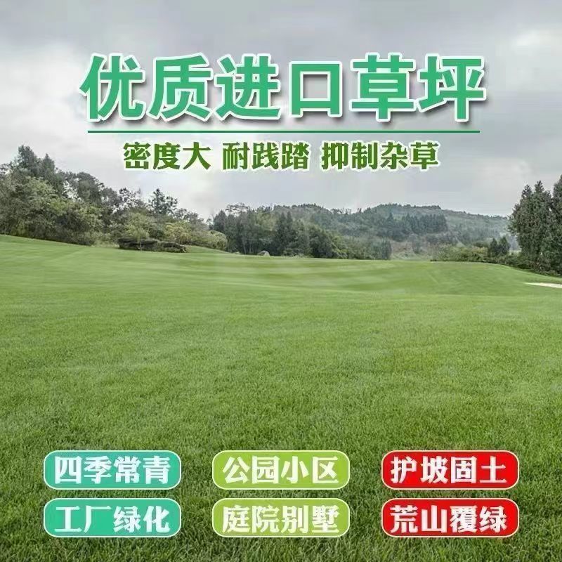 进口四季青草籽混播草籽种子护坡庭院绿化低矮草种不修剪耐寒