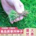 进口四季青草籽混播草籽种子护坡庭院绿化低矮草种不修剪耐寒