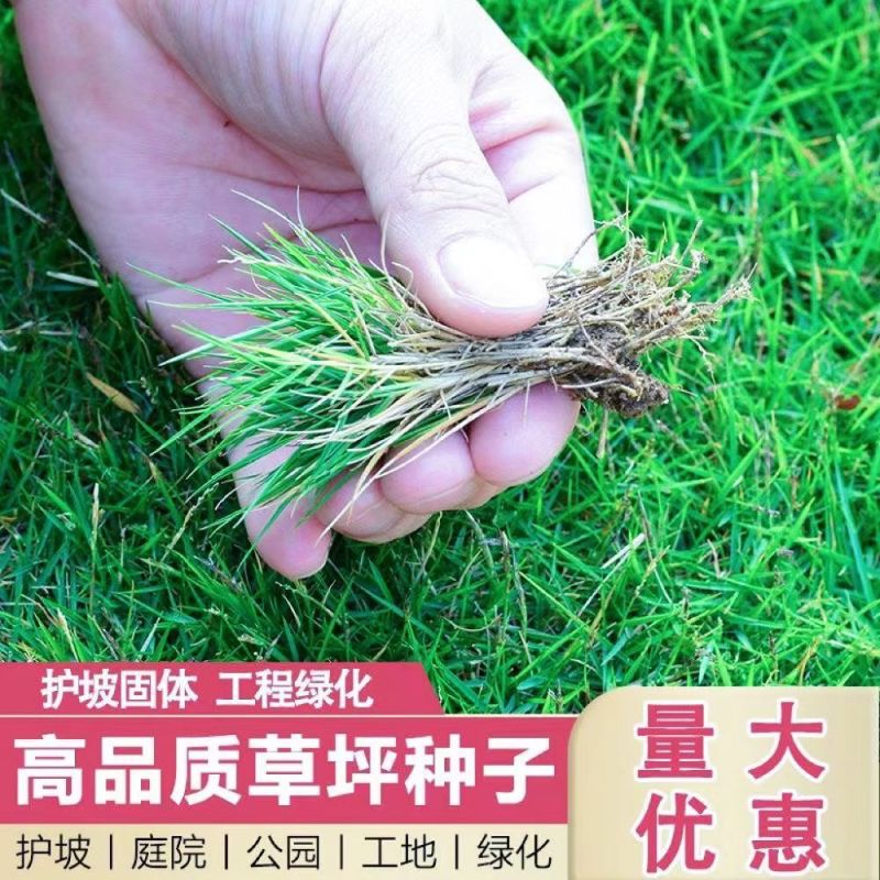 进口四季青草籽混播草籽种子护坡庭院绿化低矮草种不修剪耐寒