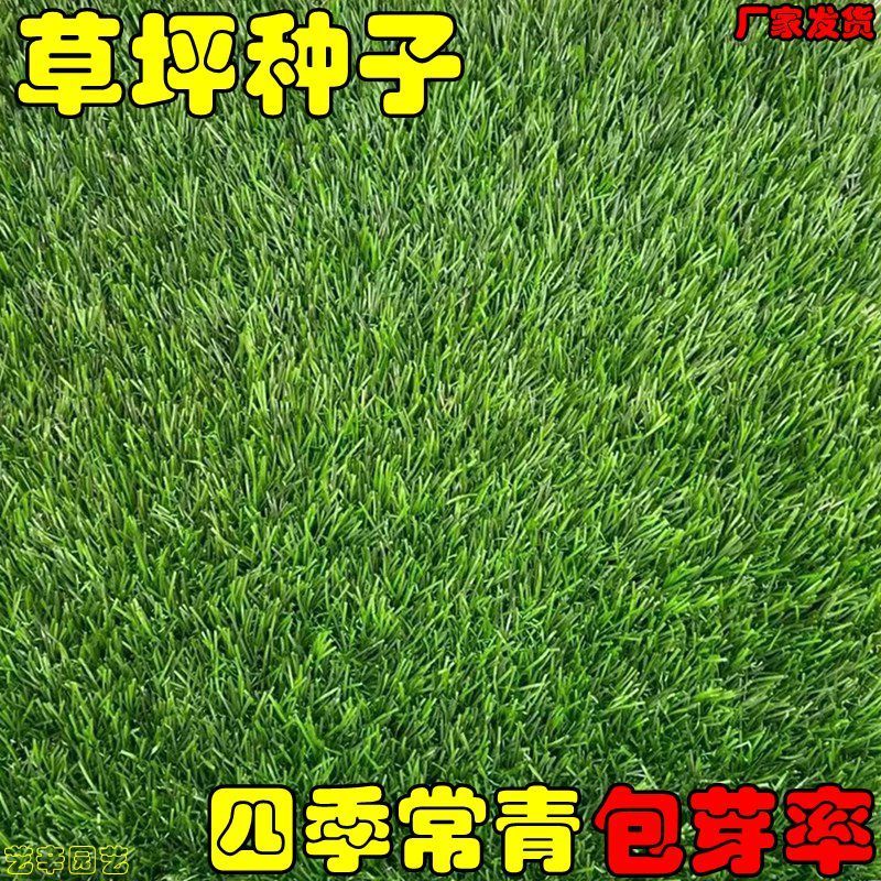 进口四季青草籽混播草籽种子护坡庭院绿化低矮草种不修剪耐寒