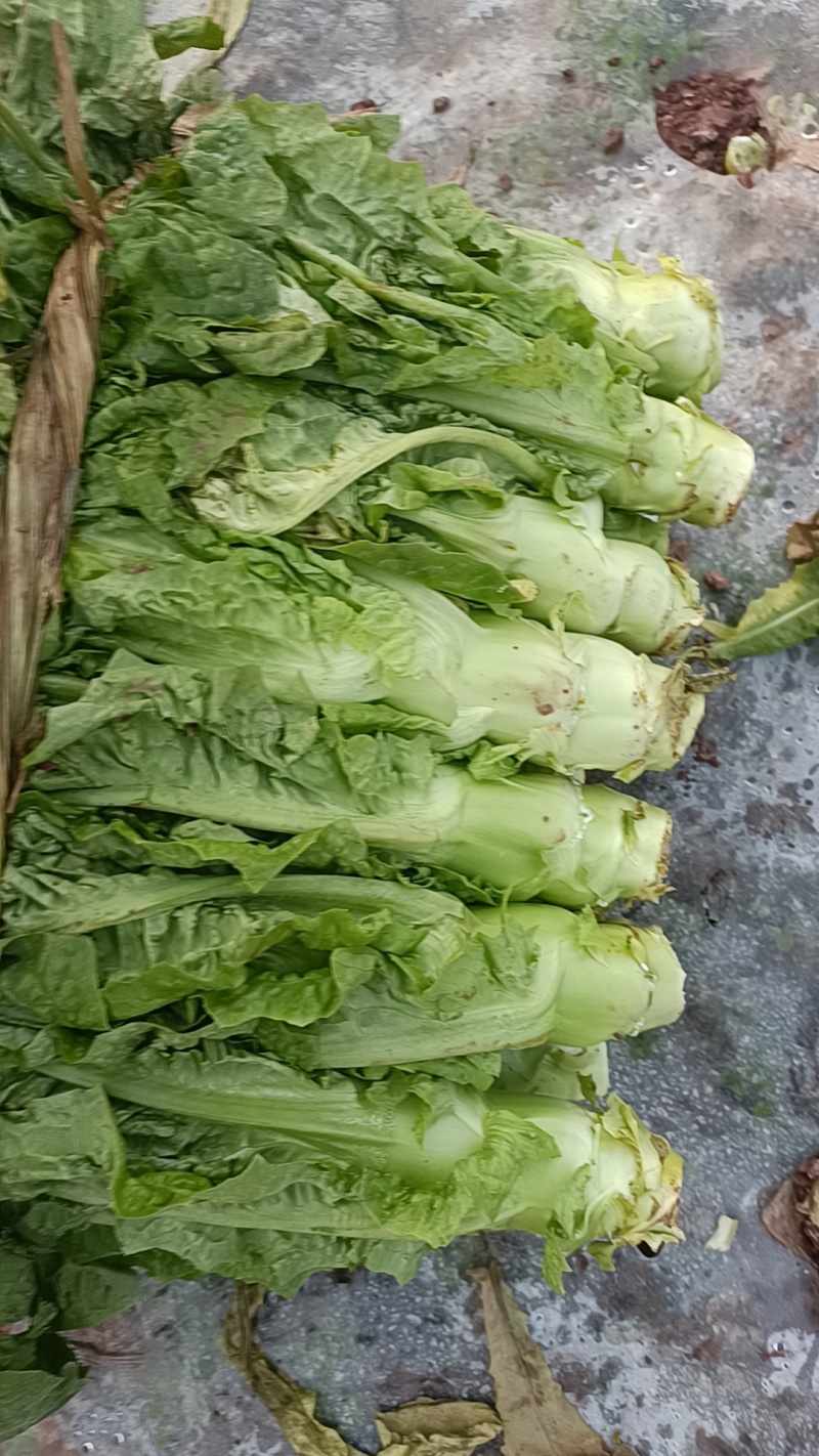 简阳竹筒青莴笋大量上市四川产地直供质量保证量大优惠