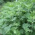 艾草种子艾叶香草四季遏草驱蚊阳台盆栽泡澡青团香艾绒籽