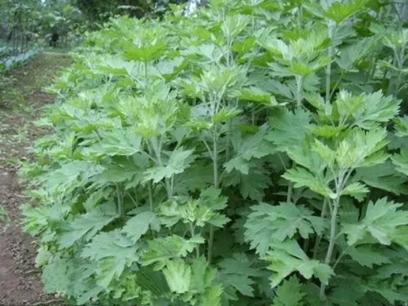 艾草种子艾叶香草四季遏草驱蚊阳台盆栽泡澡青团香艾绒籽