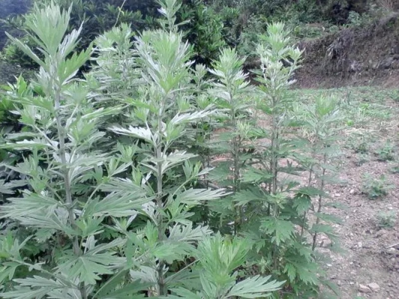 艾草种子艾叶香草四季遏草驱蚊阳台盆栽泡澡青团香艾绒籽