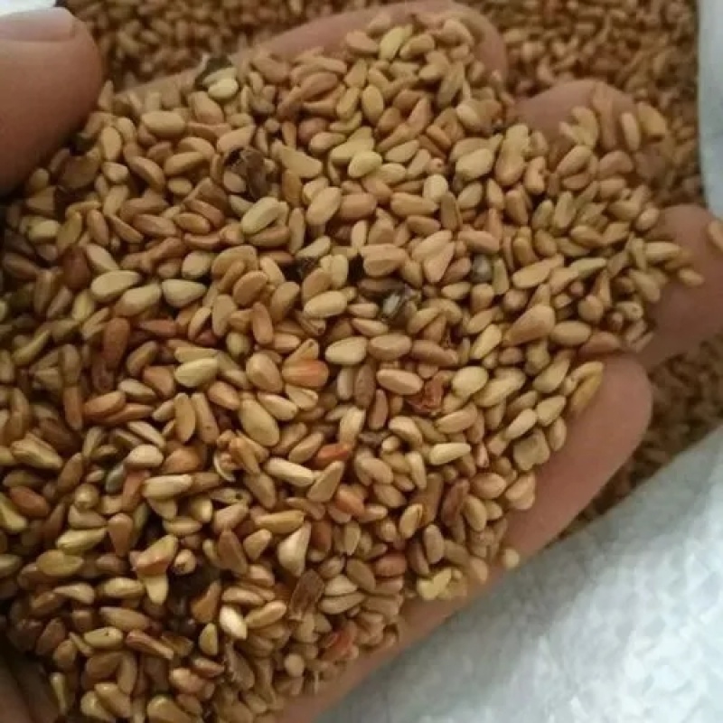 红刺玫种子园林绿化观赏花卉种子