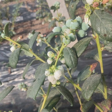 山东日照莒县蓝莓