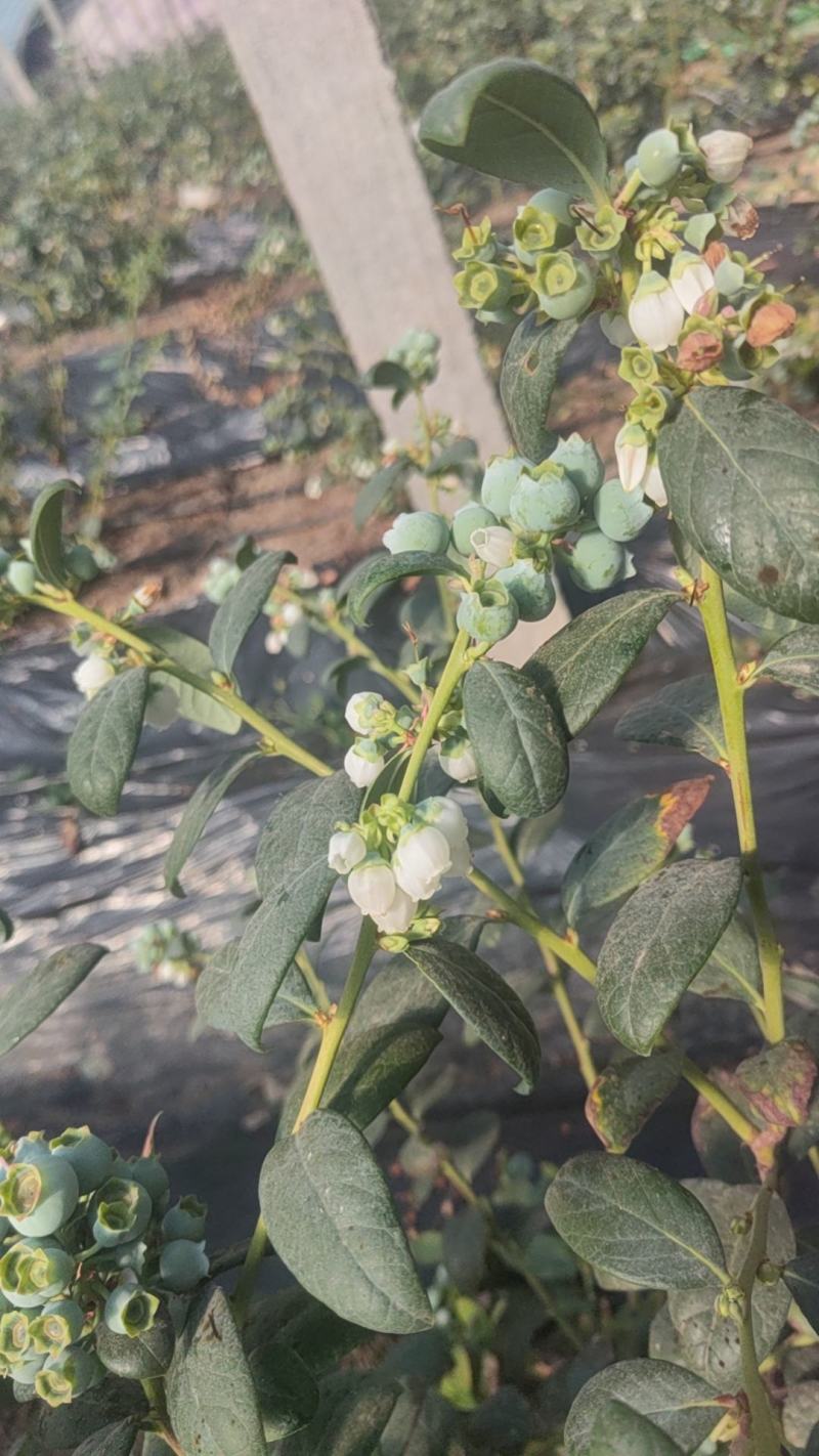 山东日照莒县蓝莓