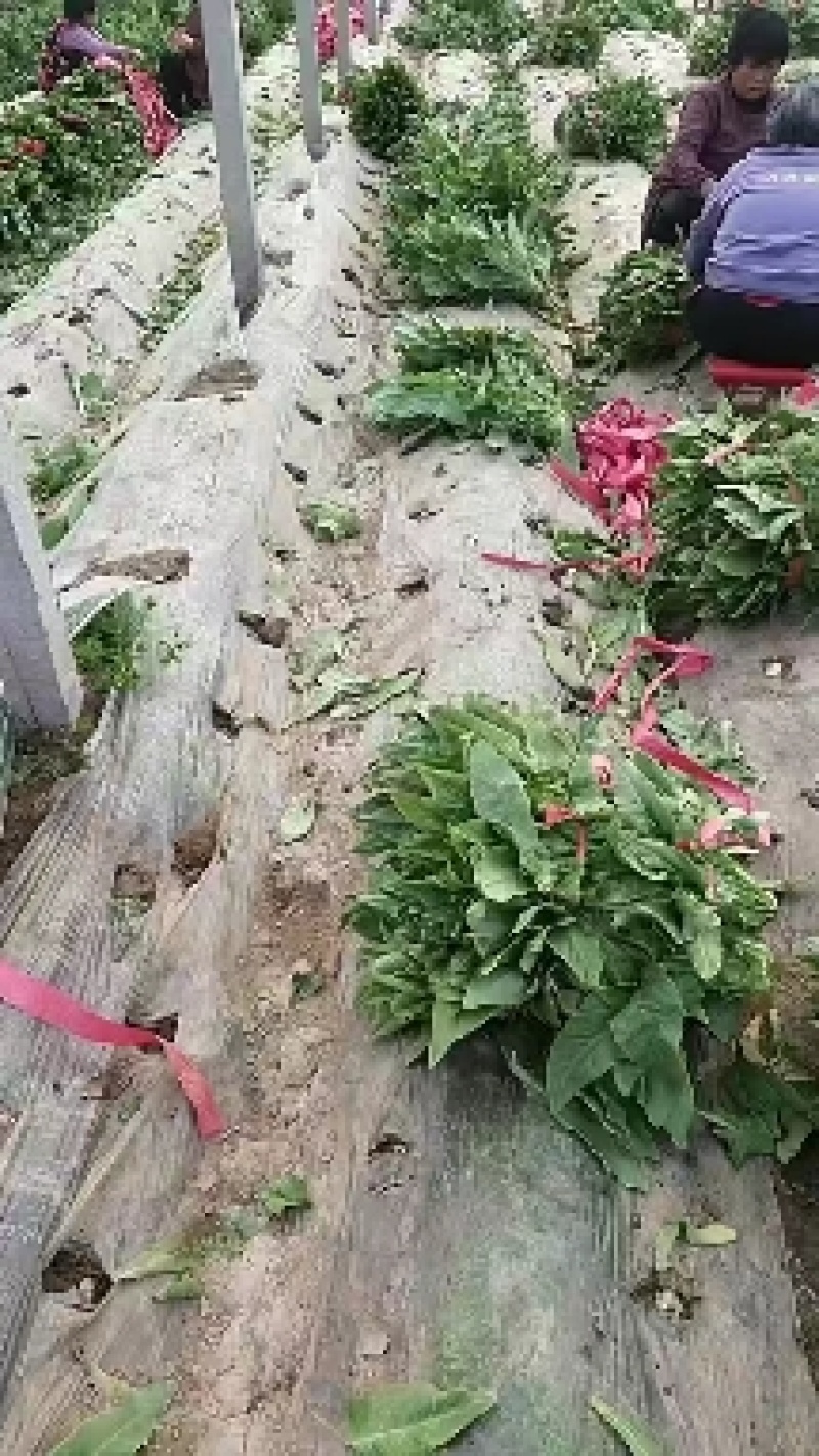 精品尖叶莴笋，产地供应现砍现发，保质保量对接全国各地
