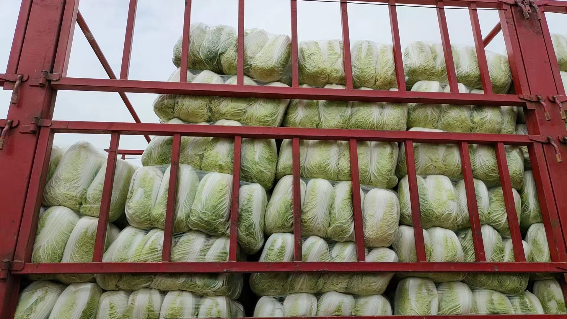 装箱打包的黄心白菜准备发往全国各地,体现现代物流配送体系 黄心白菜包装与物流场景