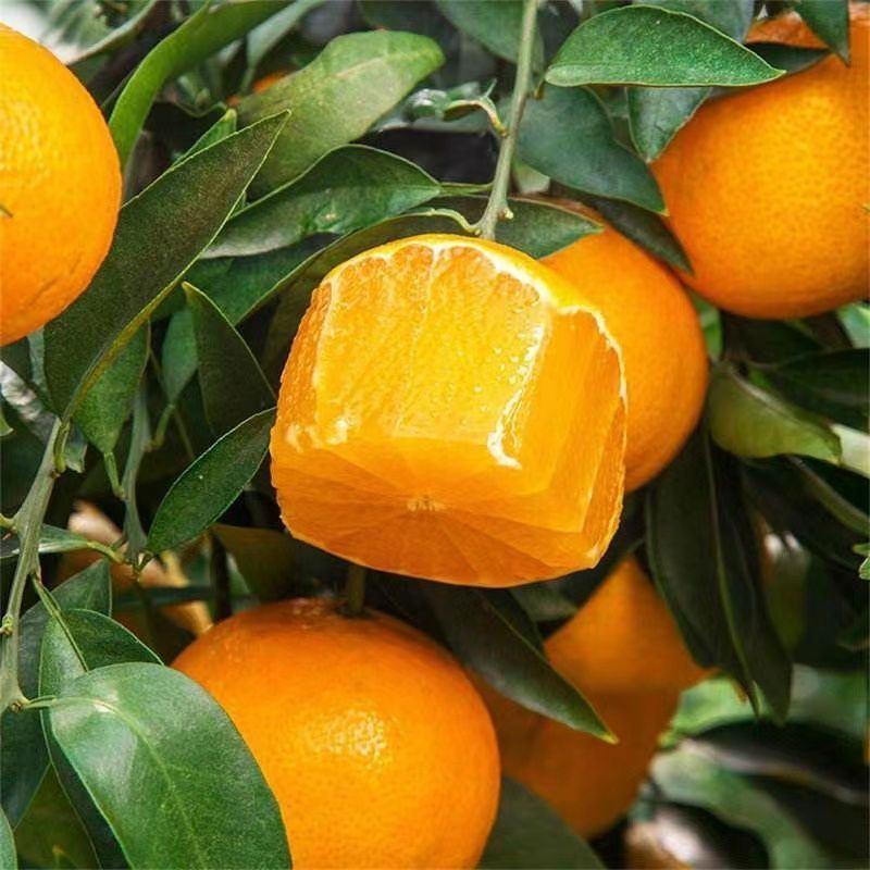 阳光一号橘柚柑橘苗暹罗红柚苗泰国红宝石柚子苗当年结果