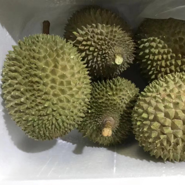 液氮马来西亚猫山王D197对接电商平台一手货源
