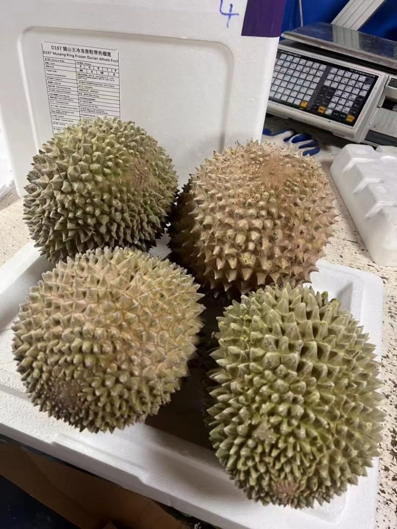 液氮马来西亚猫山王D197对接电商平台一手货源