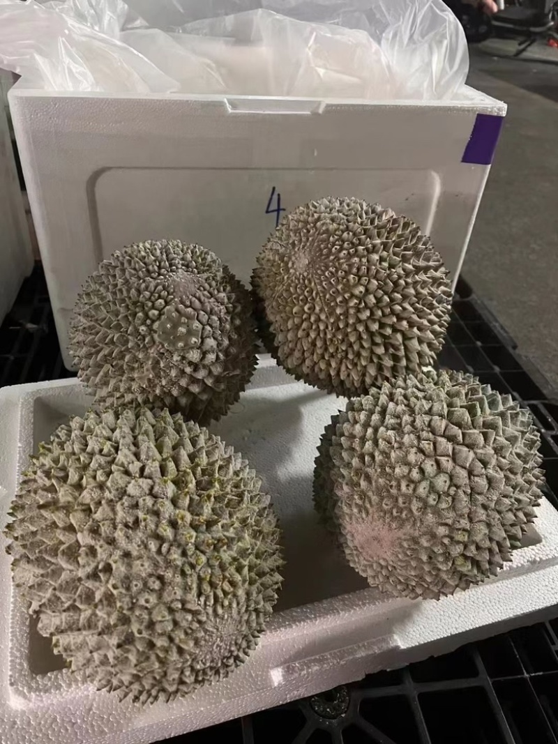 液氮马来西亚猫山王D197对接电商平台一手货源